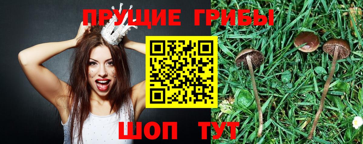 Кореновск  Галлюциногенные грибы MAGIC MUSHROOMS  Псилоцибиновые грибы Cubensis  Вход с VPN 